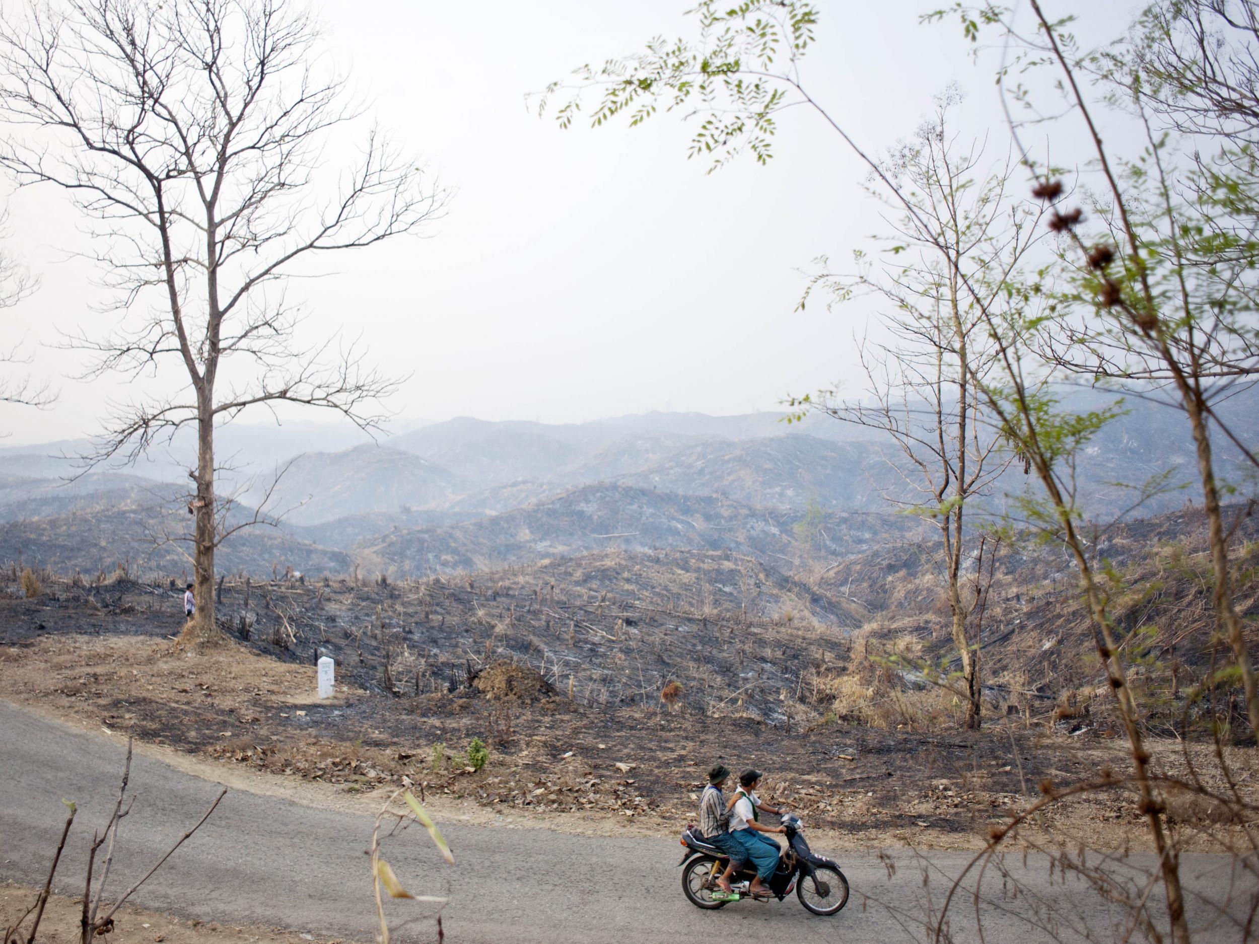 The remains of a forest where teak trees once grew in Bago, Burma