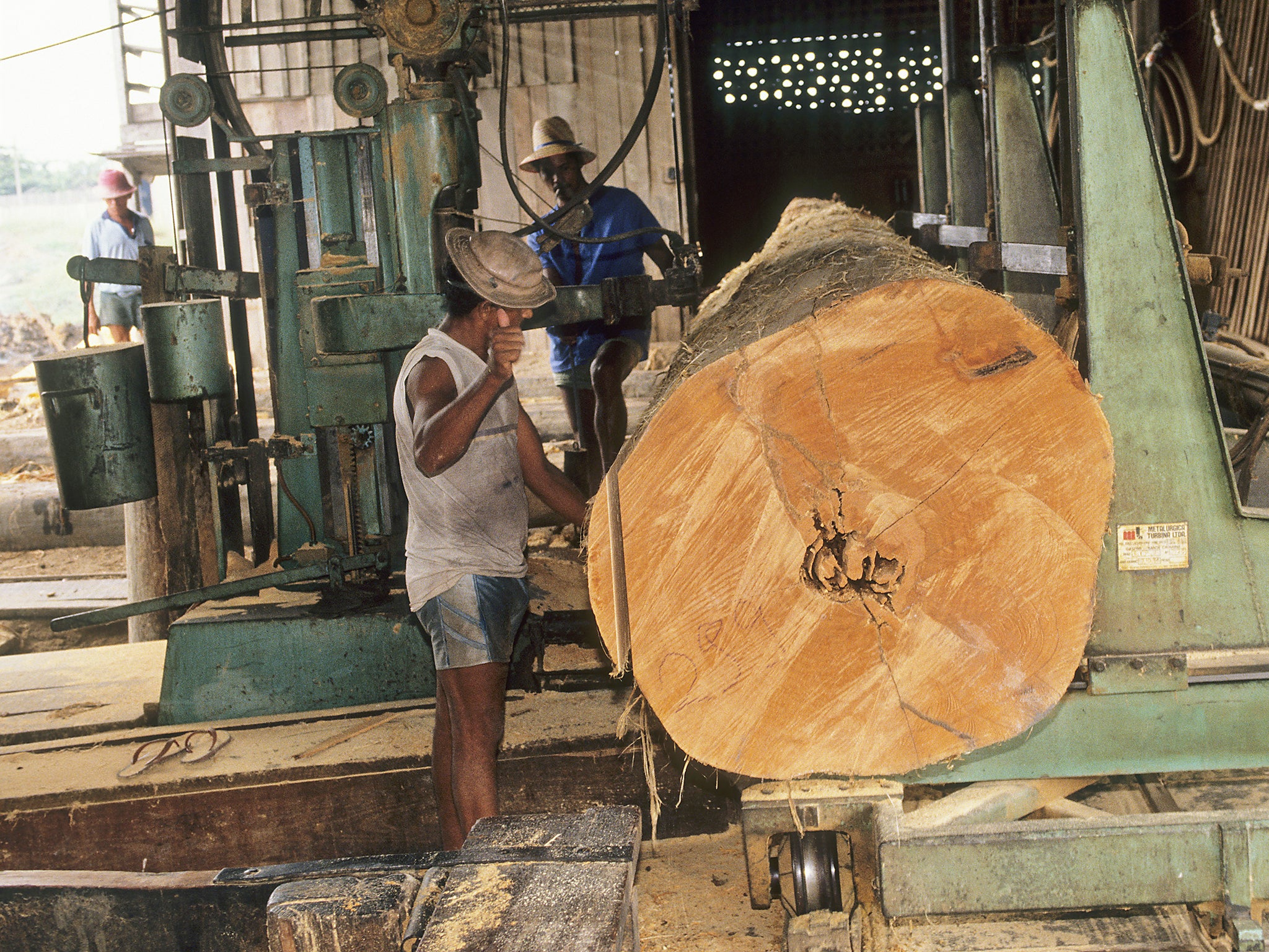 Mahogany trees like this are targeted by illegal logging crews for their coveted hardwood (Environmental Images/Universal Images Group/REX)