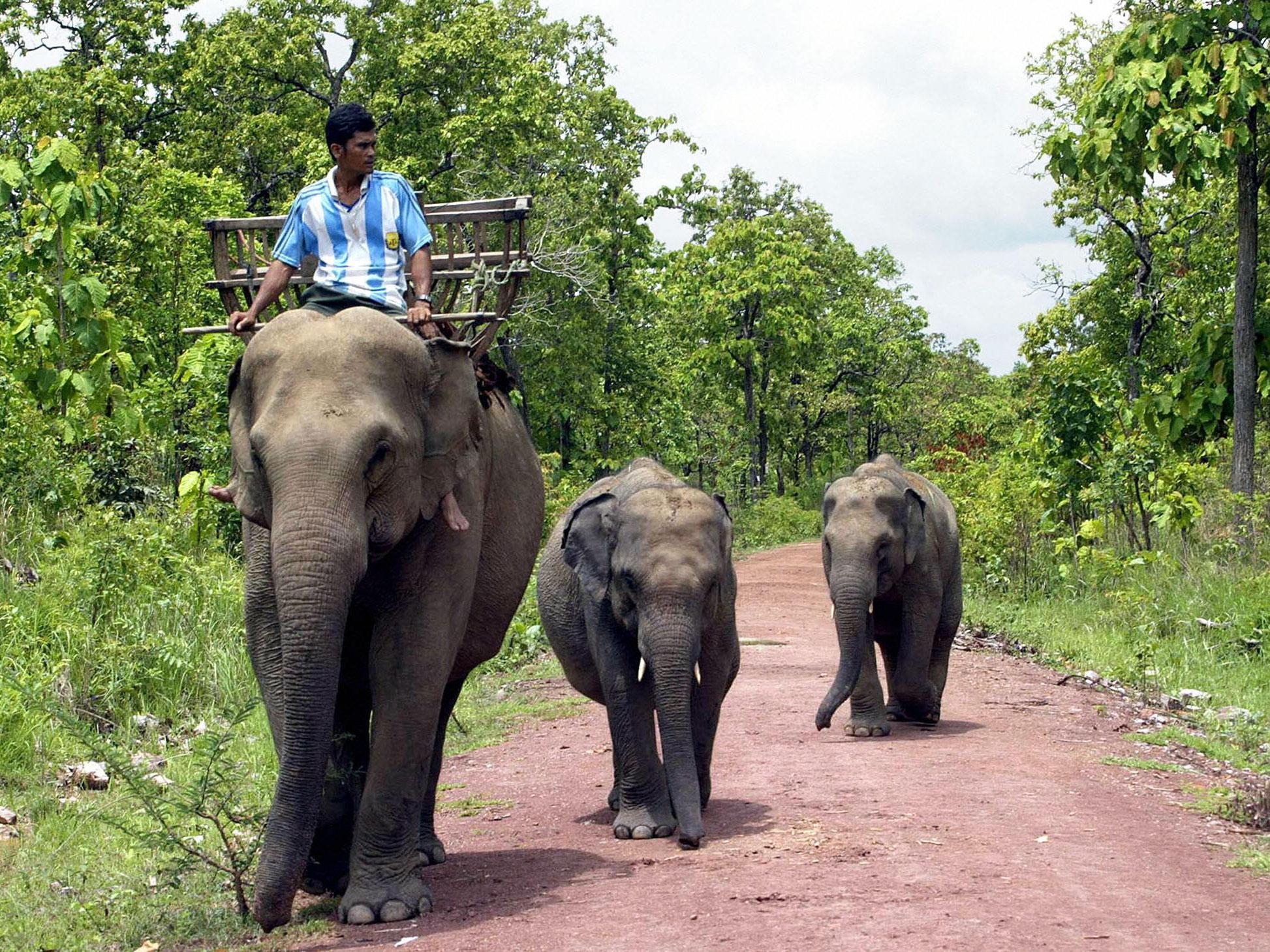 File photo of a man riding an elephant in South East Asia. An elephant has been shot dead in Cambodia after killing its owner and destroying houses