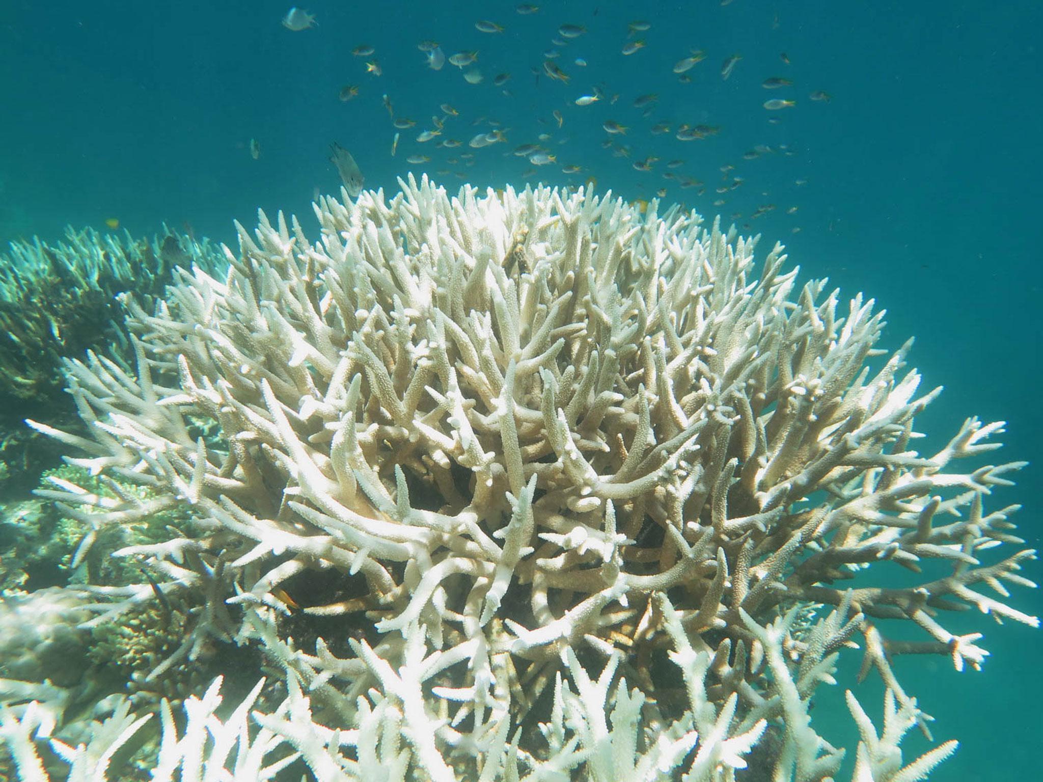 A close up of bleached coral on the Great Barrier Reef