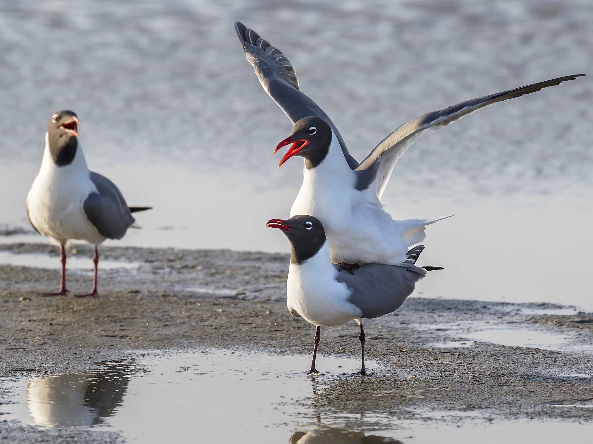 Monogamy is relatively rare in nature, for either sex