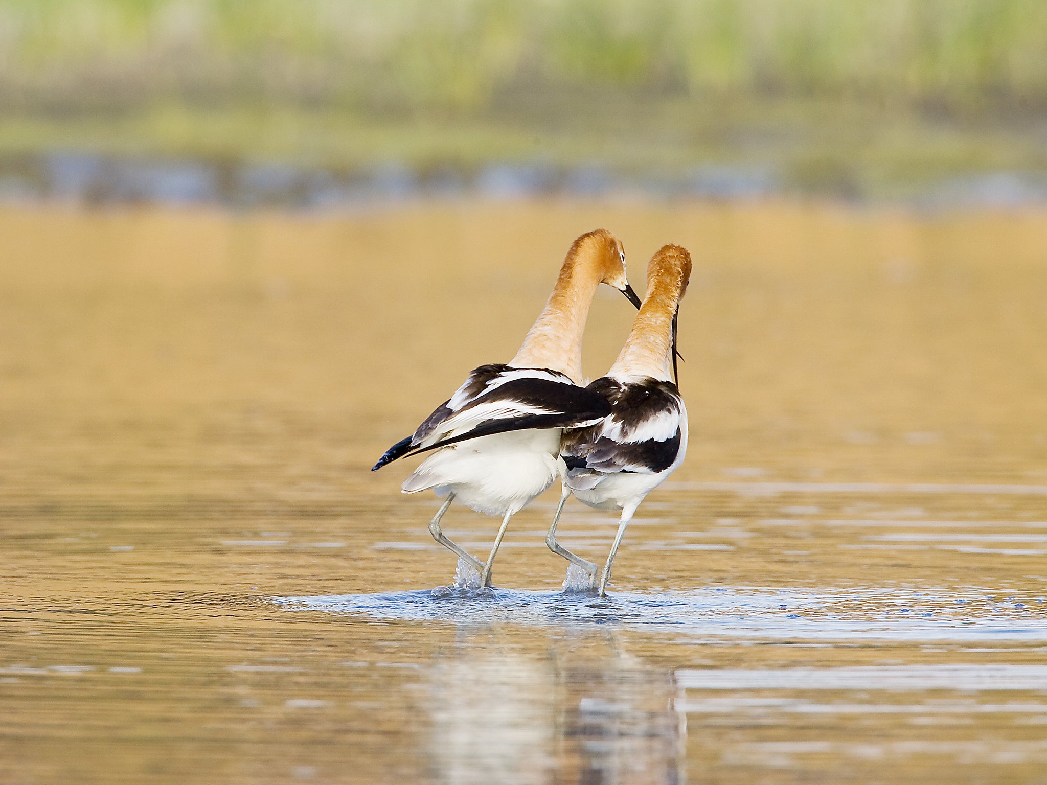 In shorebirds, there are more subspecies among monogamous species than among more promiscuous species