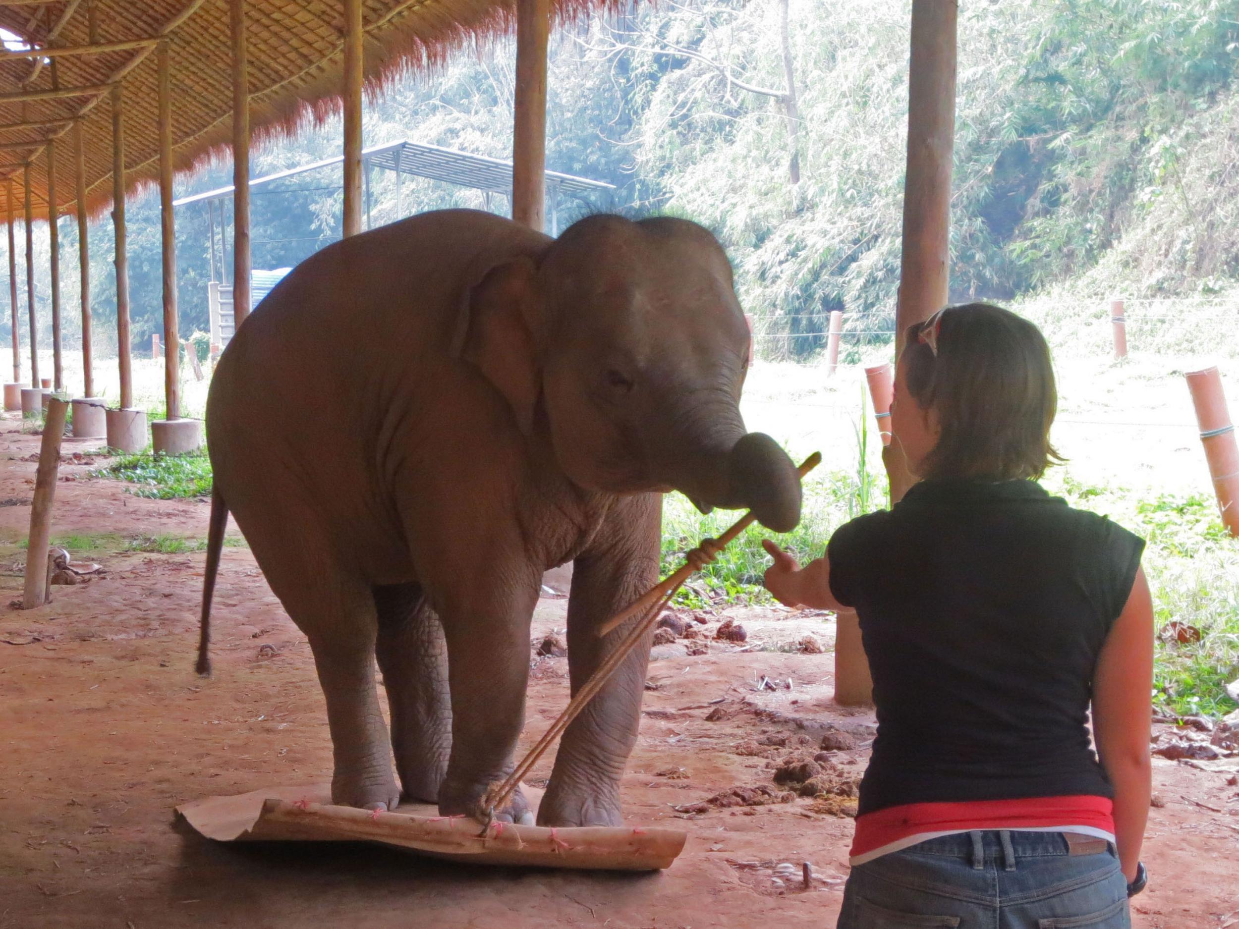 An elephant tries to pass a stick to a scientist but can't because it's tied to the mat the animal is standing on