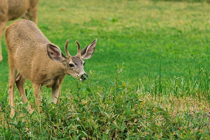 You're so close to nature here that these might be your only neighbours