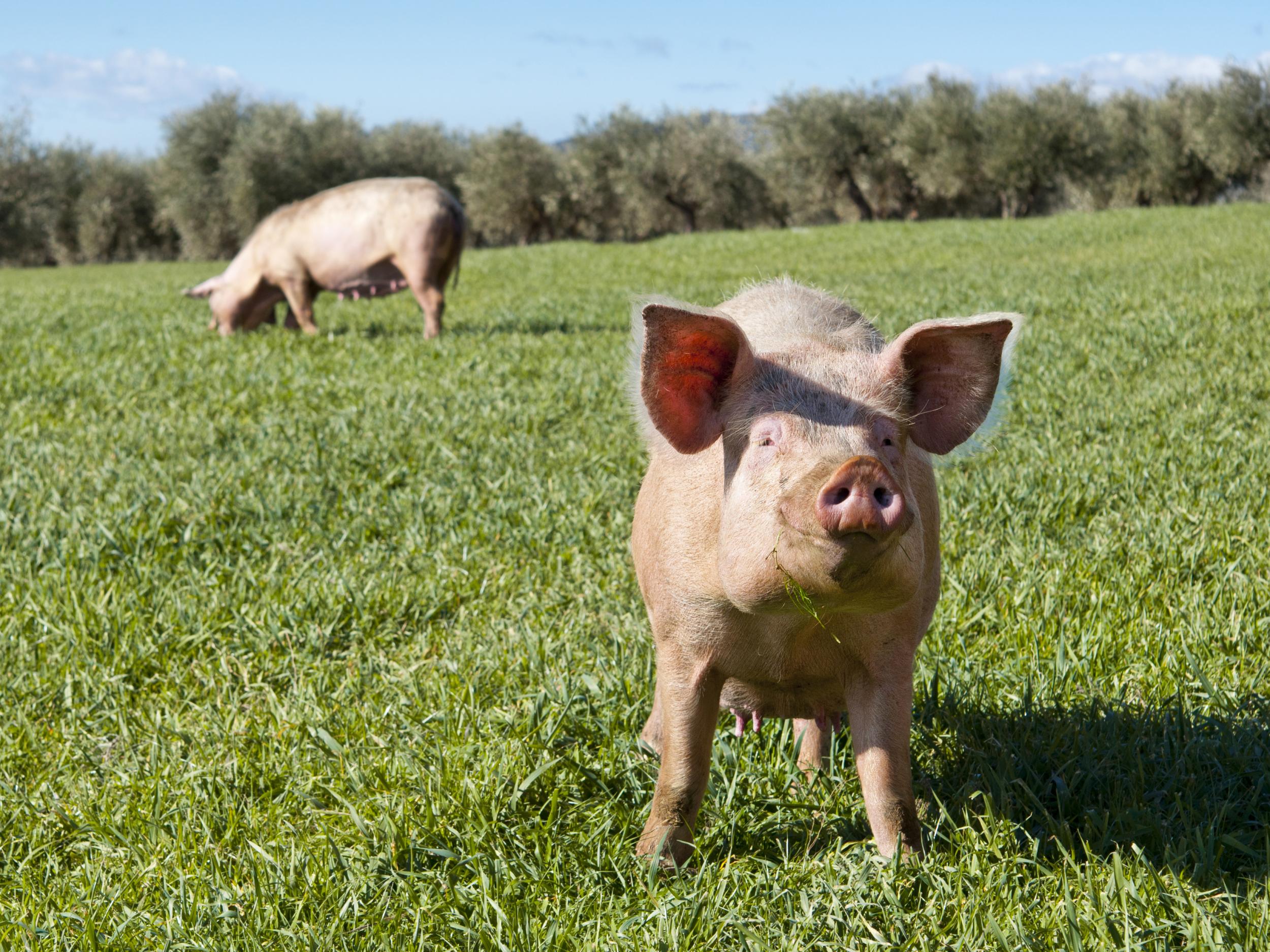 Doctors at Great Ormond Street Hospital will use modified pig organs to treat newborn babies with birth defects