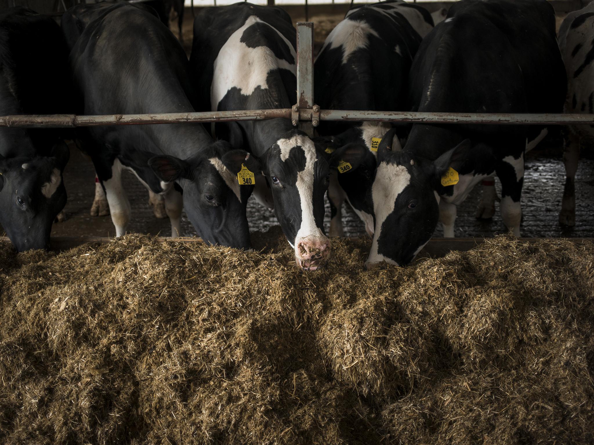 The Gartmans are afraid that they may one day need to auction off the herd of 120 Holsteins that live on the family farm