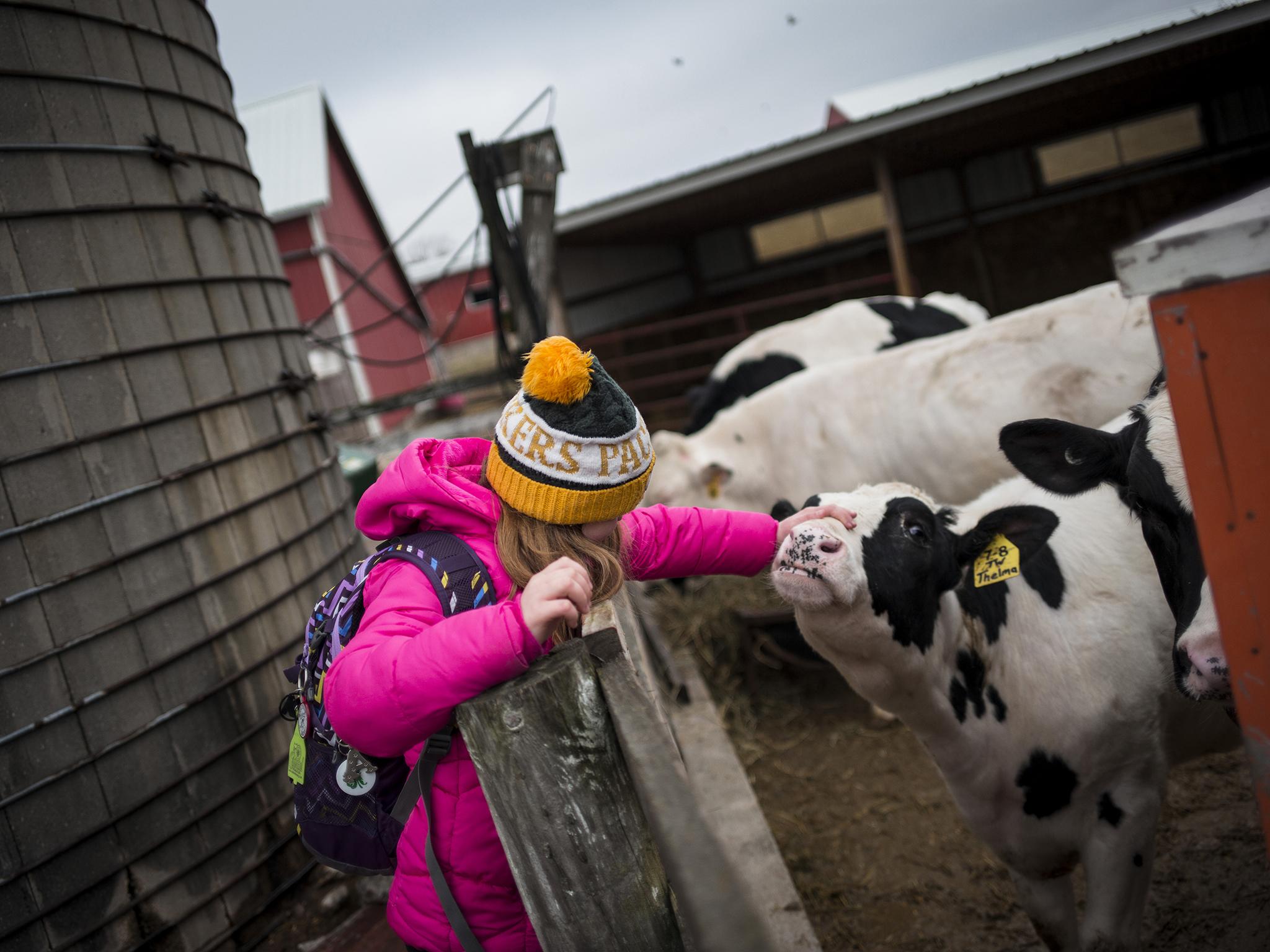 Gartman's daughter, Alison, 9, checks on some of the young calves that she hopes to show at at the state show this summer