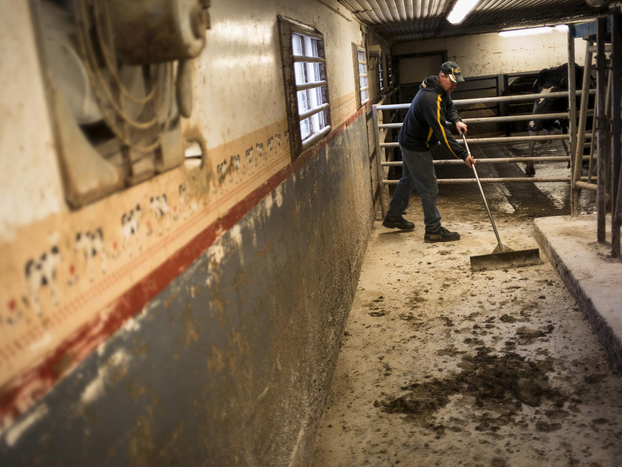 It’s a dirty job but... Scraping out manure in the milking parlour