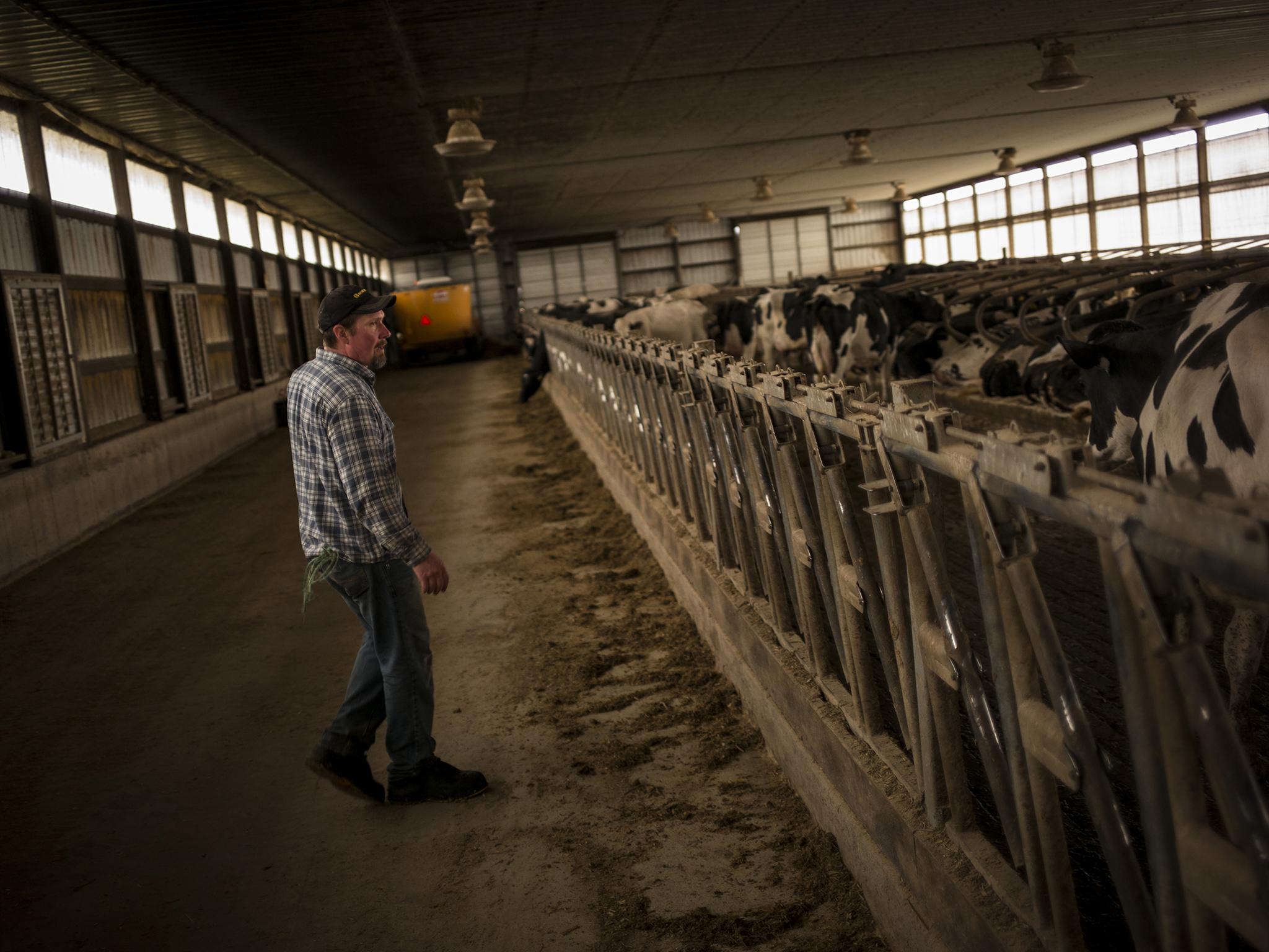 &#13;
Luke Gartman with his family's cows. His family have farmed here for generations&#13;