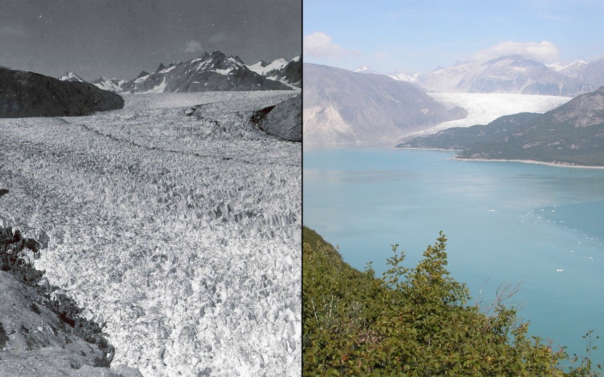 Alaska's Muir Glacier, pictured in August 1941 (left) and August 2004