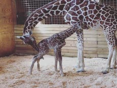 April the giraffe rakes in cash for zoo after becoming viral sensation