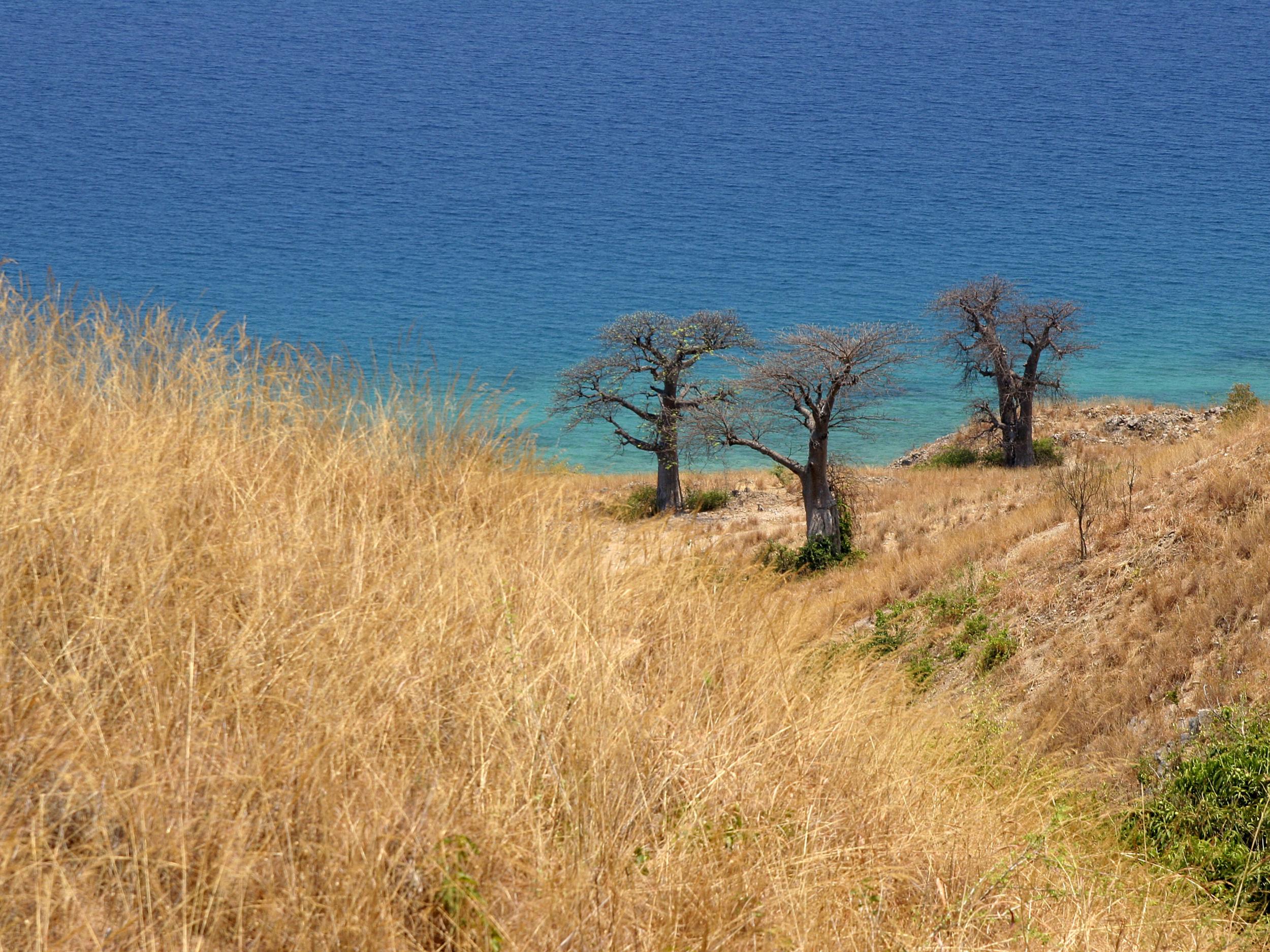 Three baobab trees grace a hillside on Likoma Island, Lake Malawi