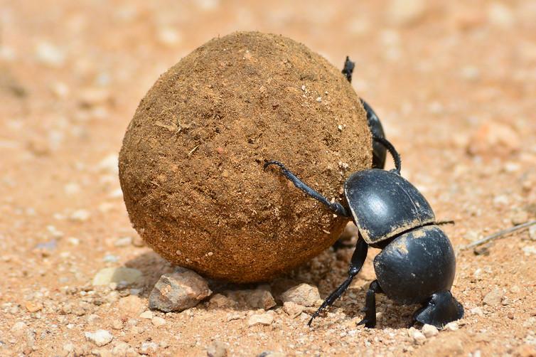 The Scarabaeus satyrus beetles construct a piece of dung into a ball and roll it from the dung pile before burying and consuming it (Shutterstock)