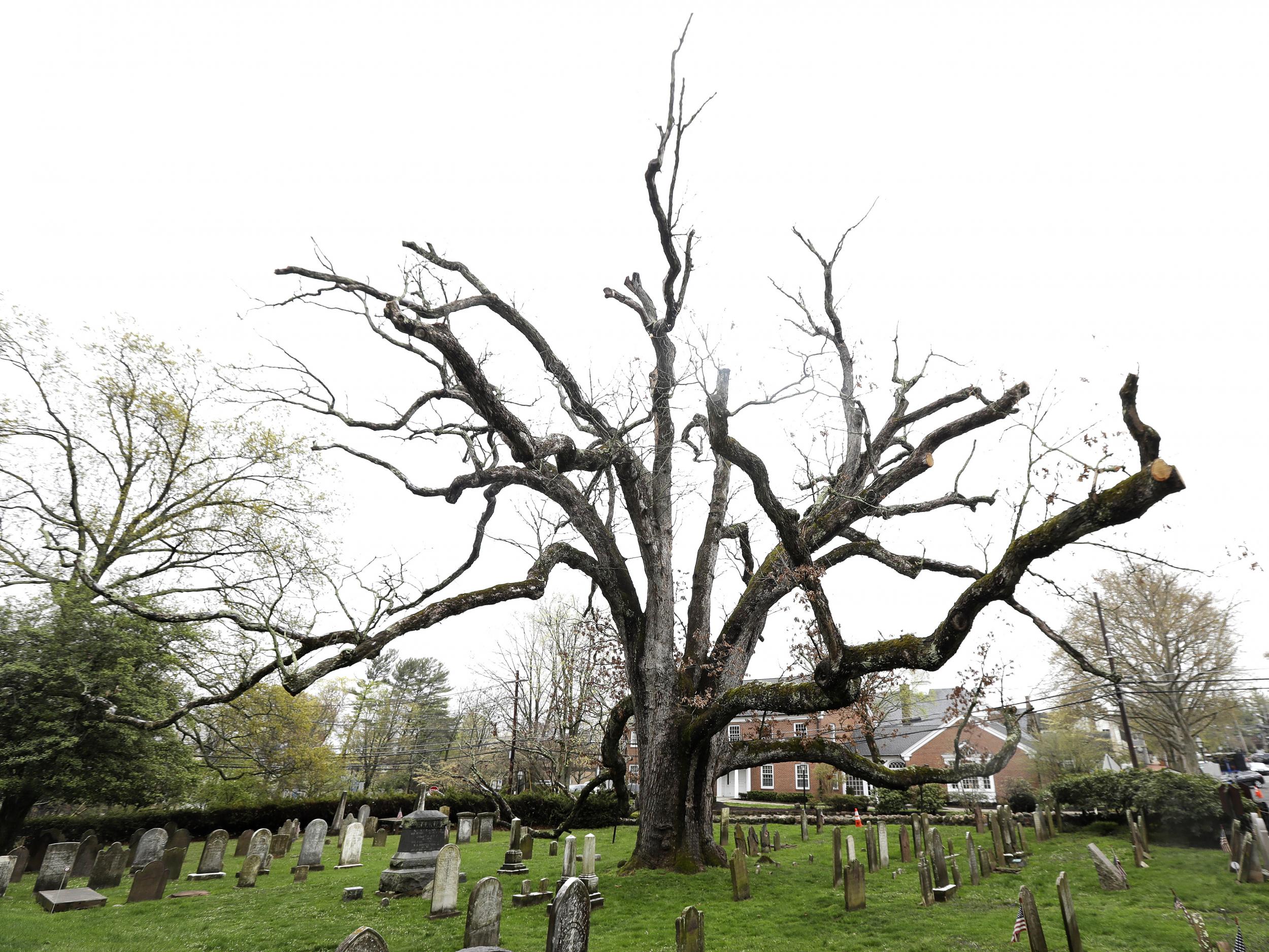 The 600-year-old white oak tree on the grounds of Basking Ridge Presbyterian Church in Bernards, New Jersey (Julio Cortez/AP)