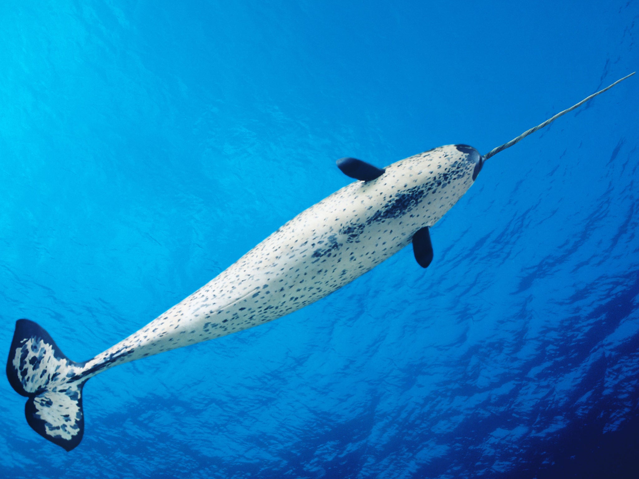 A male narwhal