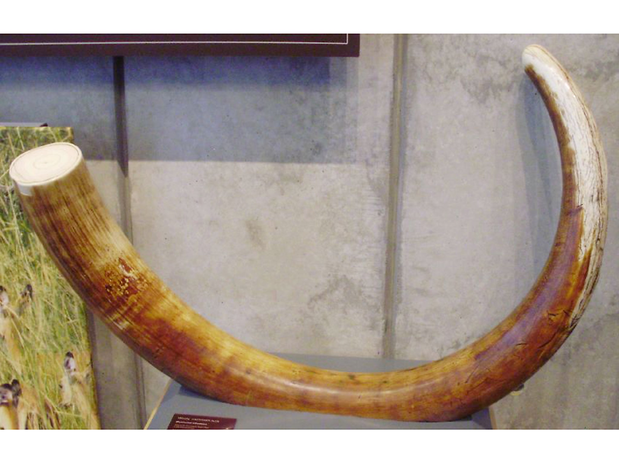 A woolly mammoth tusk