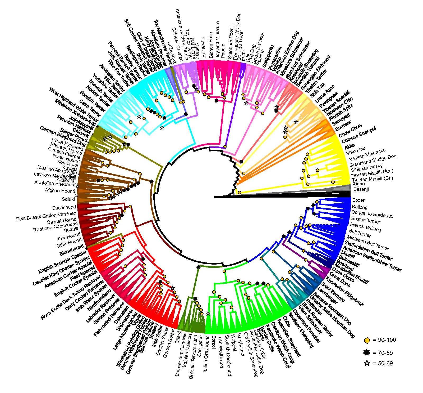 Geneticists grouped different dogs together based on how closely they are related