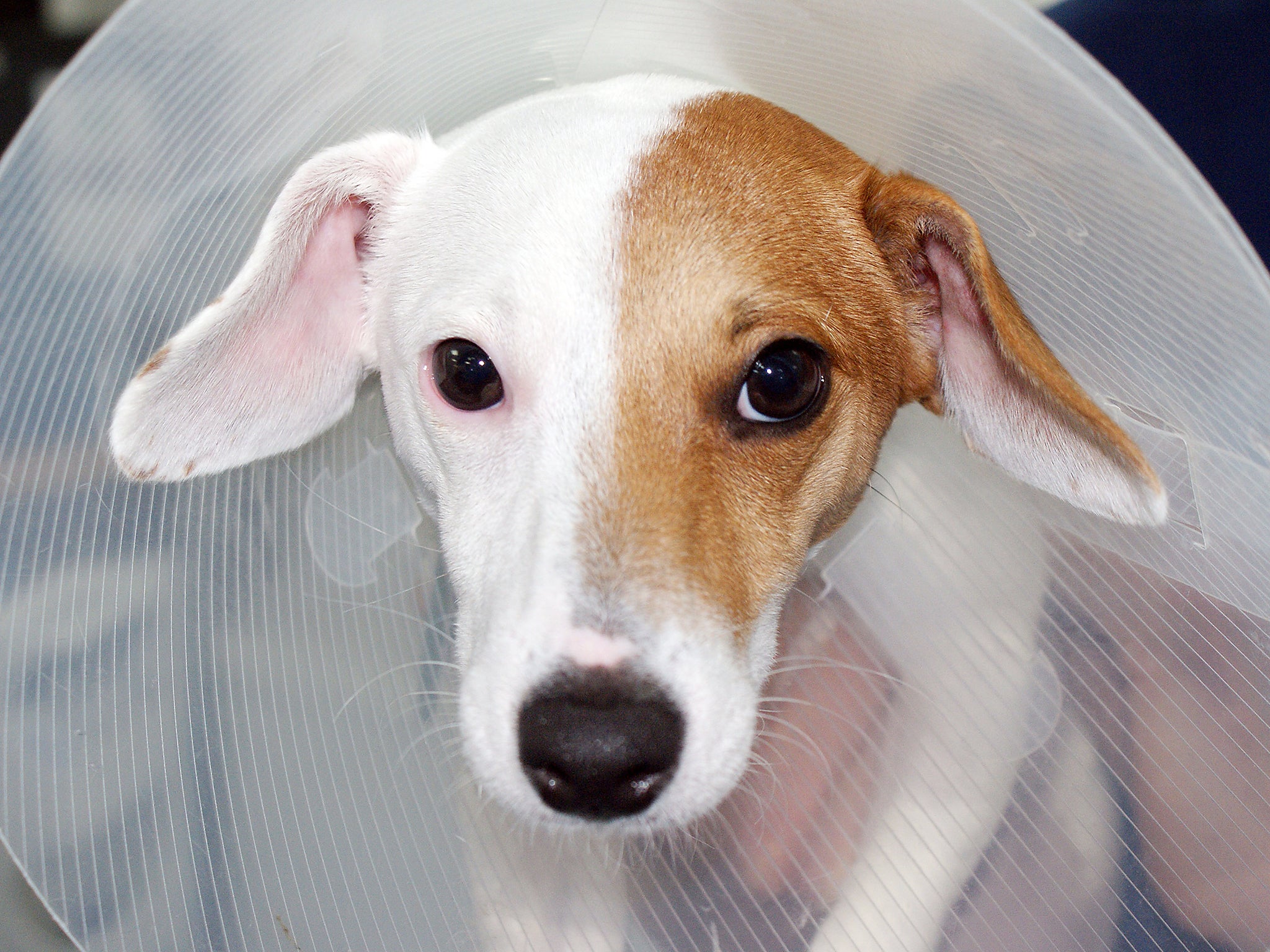 Molly, a Jack Russell born with male and female parts has made a complete recovery after undergoing rare gender reassignment surgery