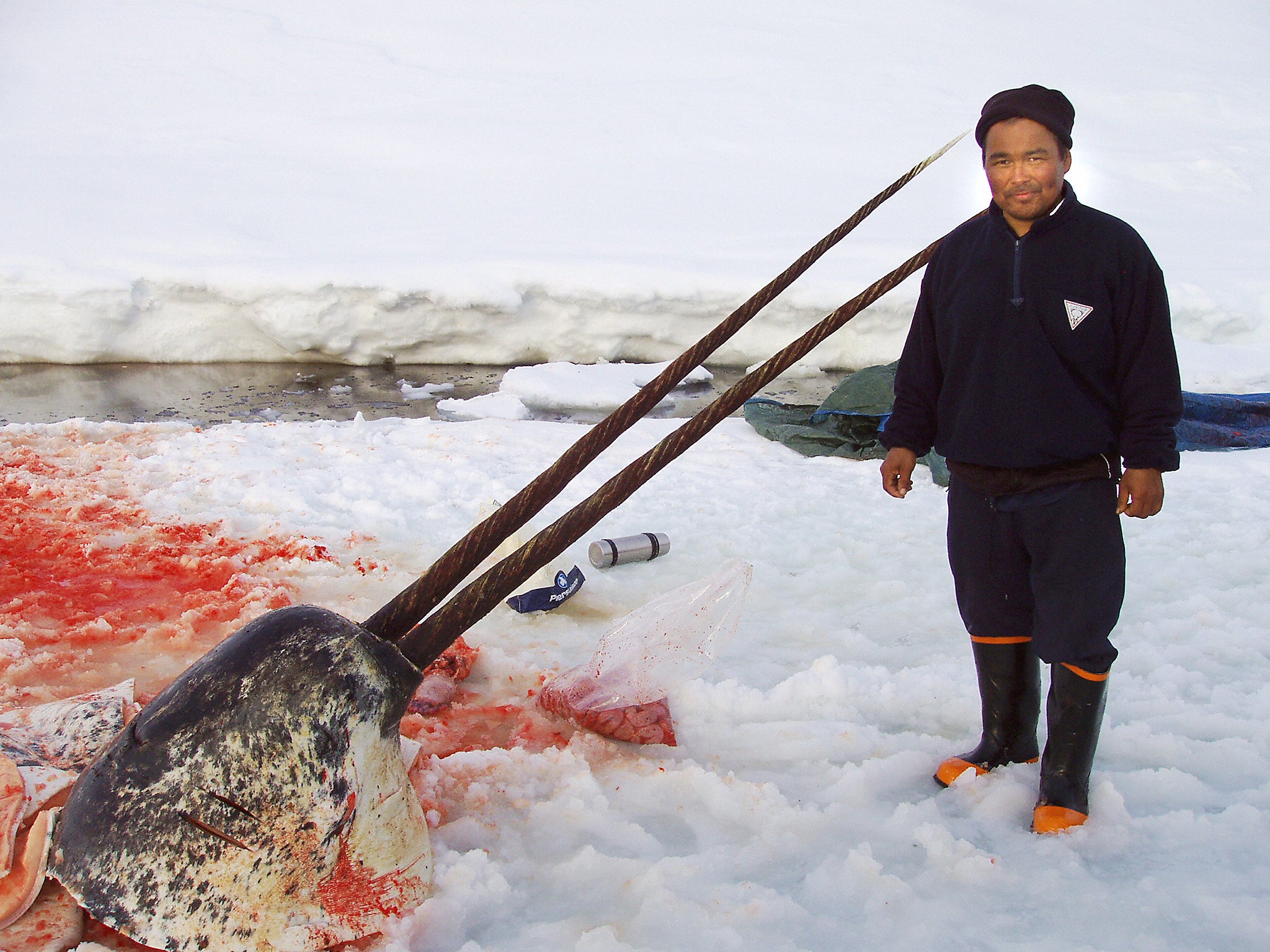 Sealer Aron Aqqaluk Kristiansen from the settlement Kangersuatsiaq, Upernavik commune, poses with the head of a narwhal that had double tusks (Getty)