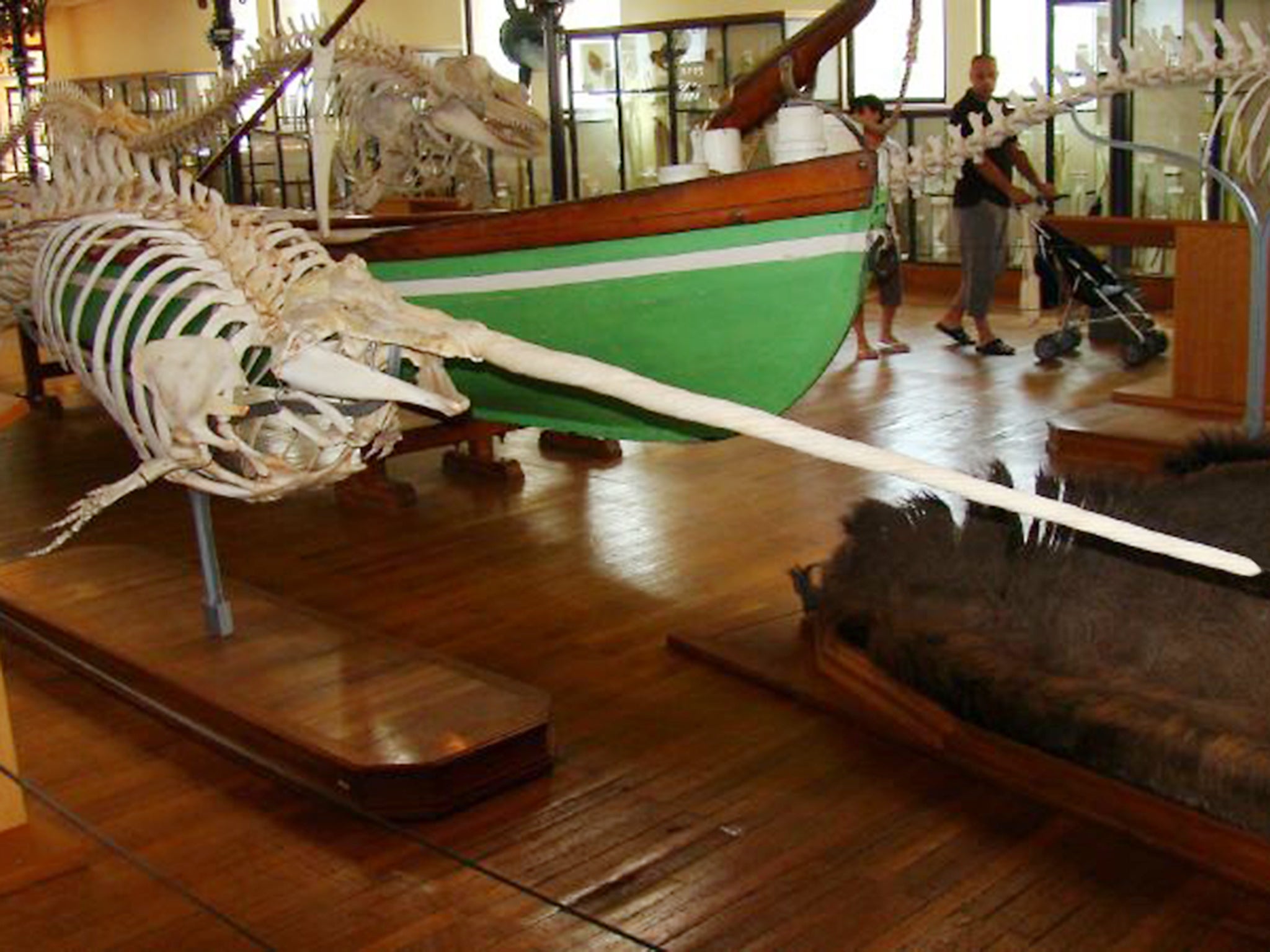 A narwhal bone skeleton