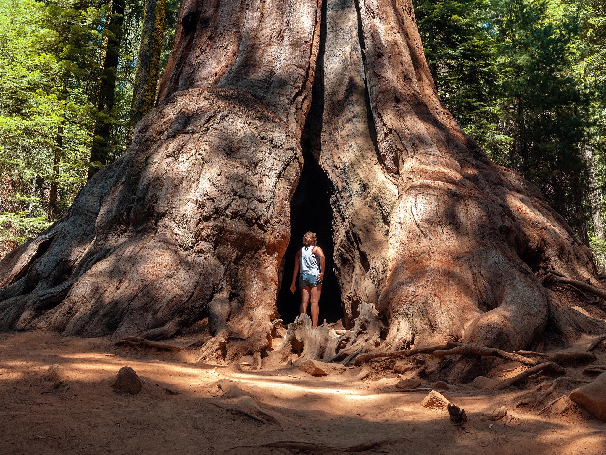 One of the trees in the Mariposa Grove is estimated to be around 1,800 years old (iStock)