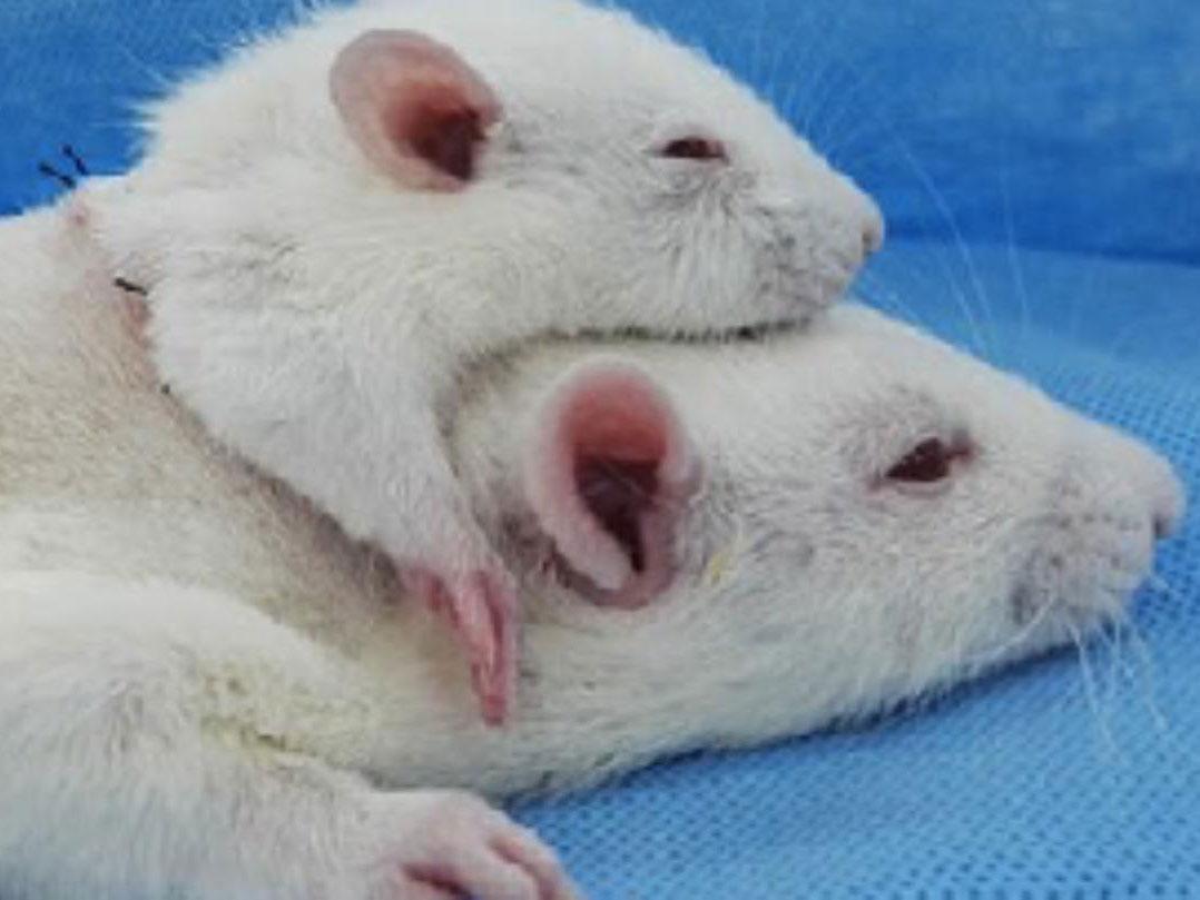 Images from a study showing a donor head transplanted on a rat