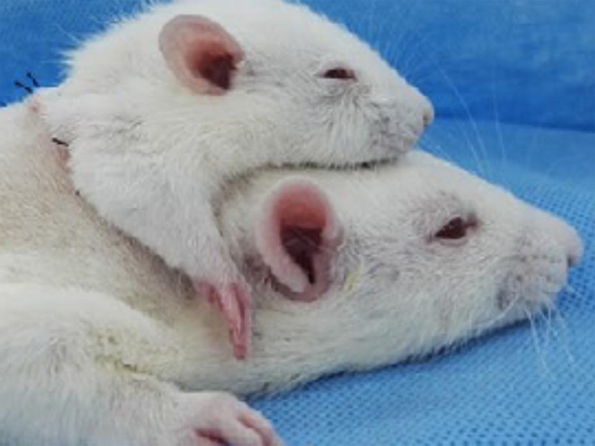 Scientists attached the head from one rat on to the body of another