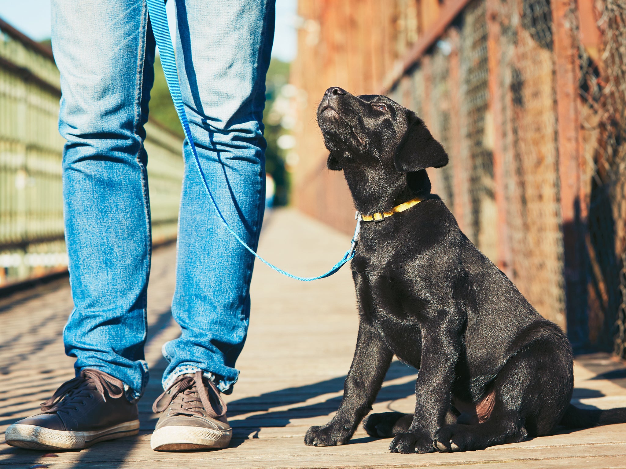 'The dog saved the day thankfully'