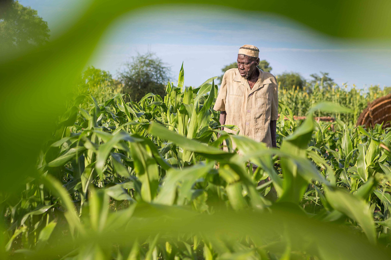 This farmer in South Sudan cannot harvest his crops due to the rains coming late