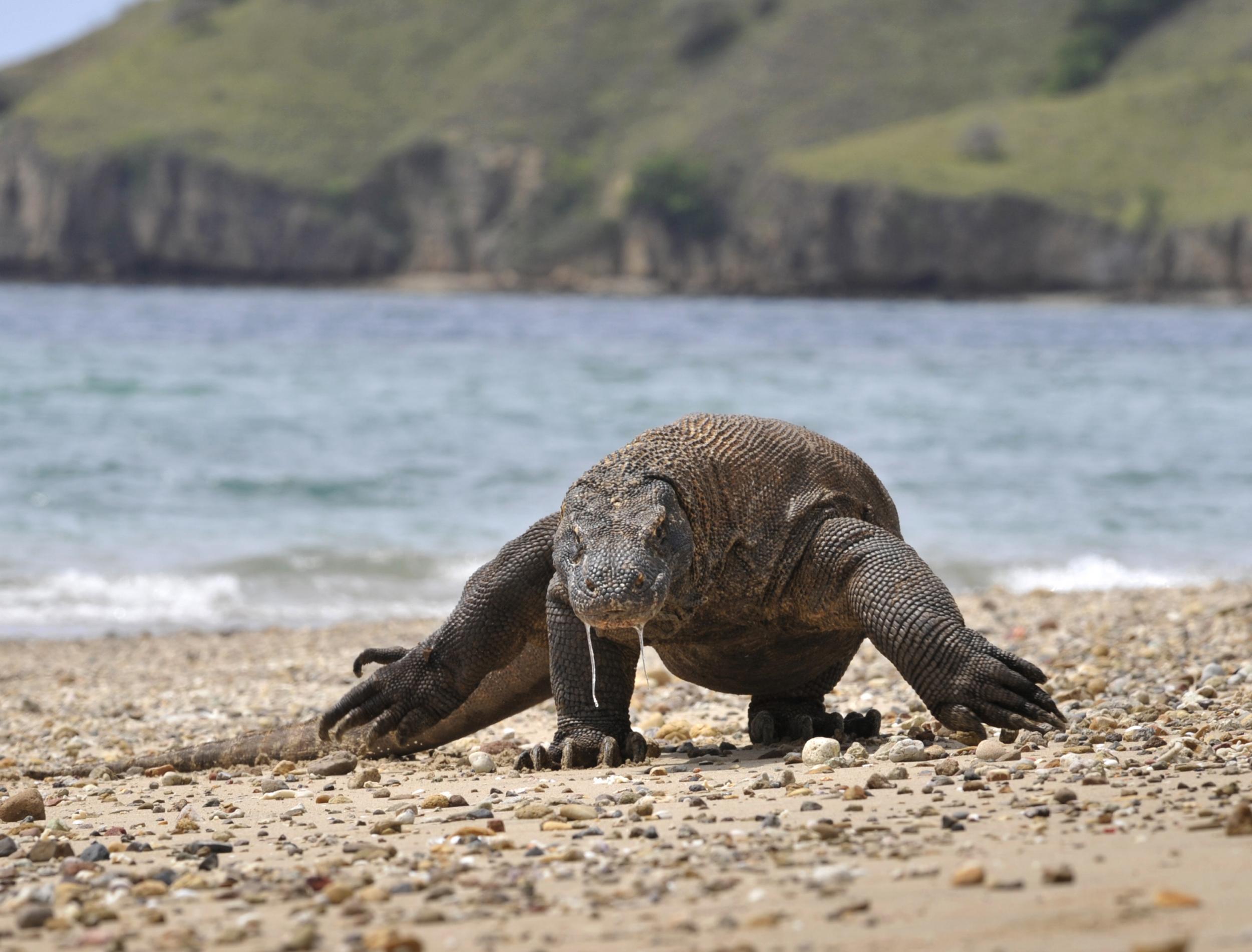 The prehistoric Komodo dragon, known as the monitor lizard, is native to Indonesia