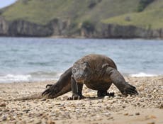 Komodo dragon attacks tourist in Indonesia national park