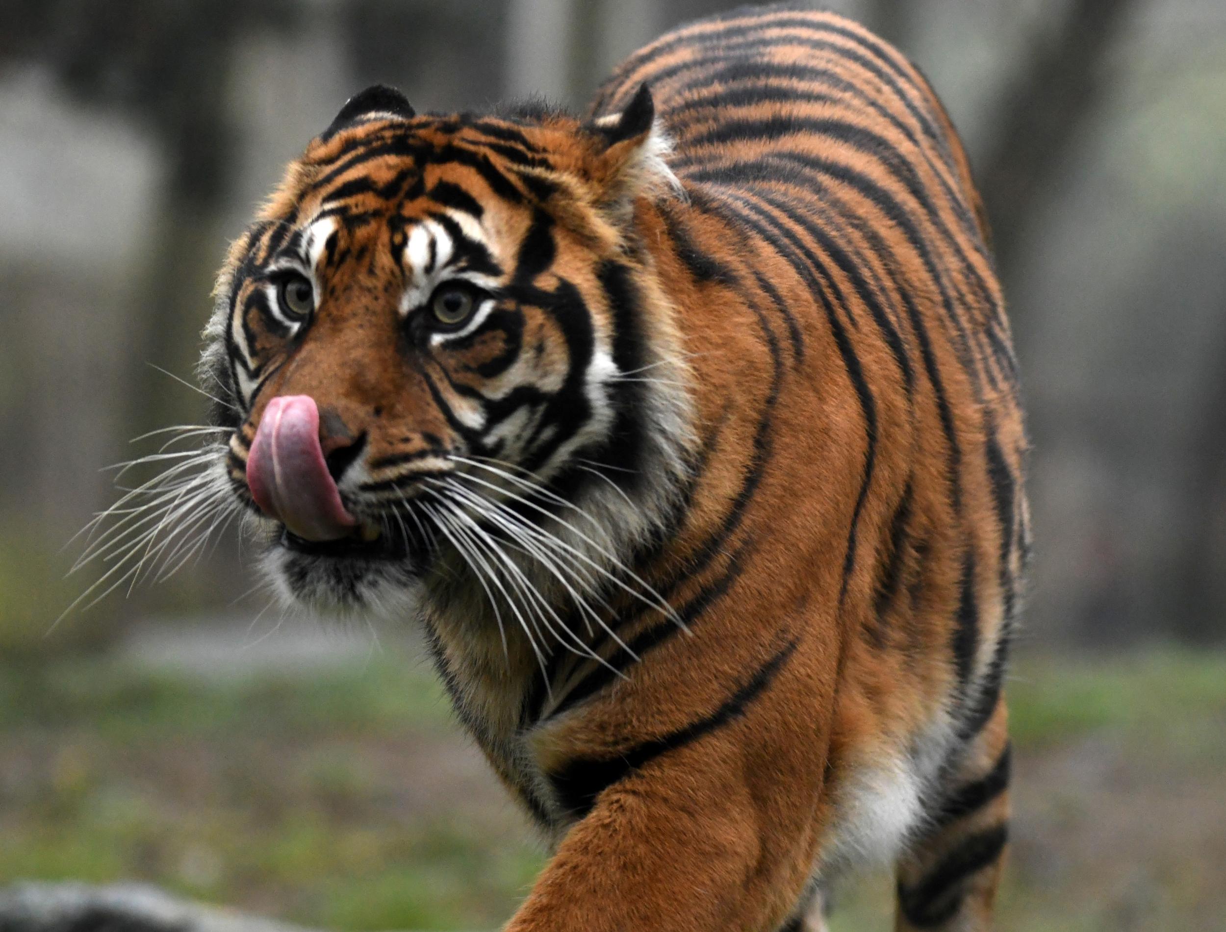 A Sumatran tiger at a zoo in France