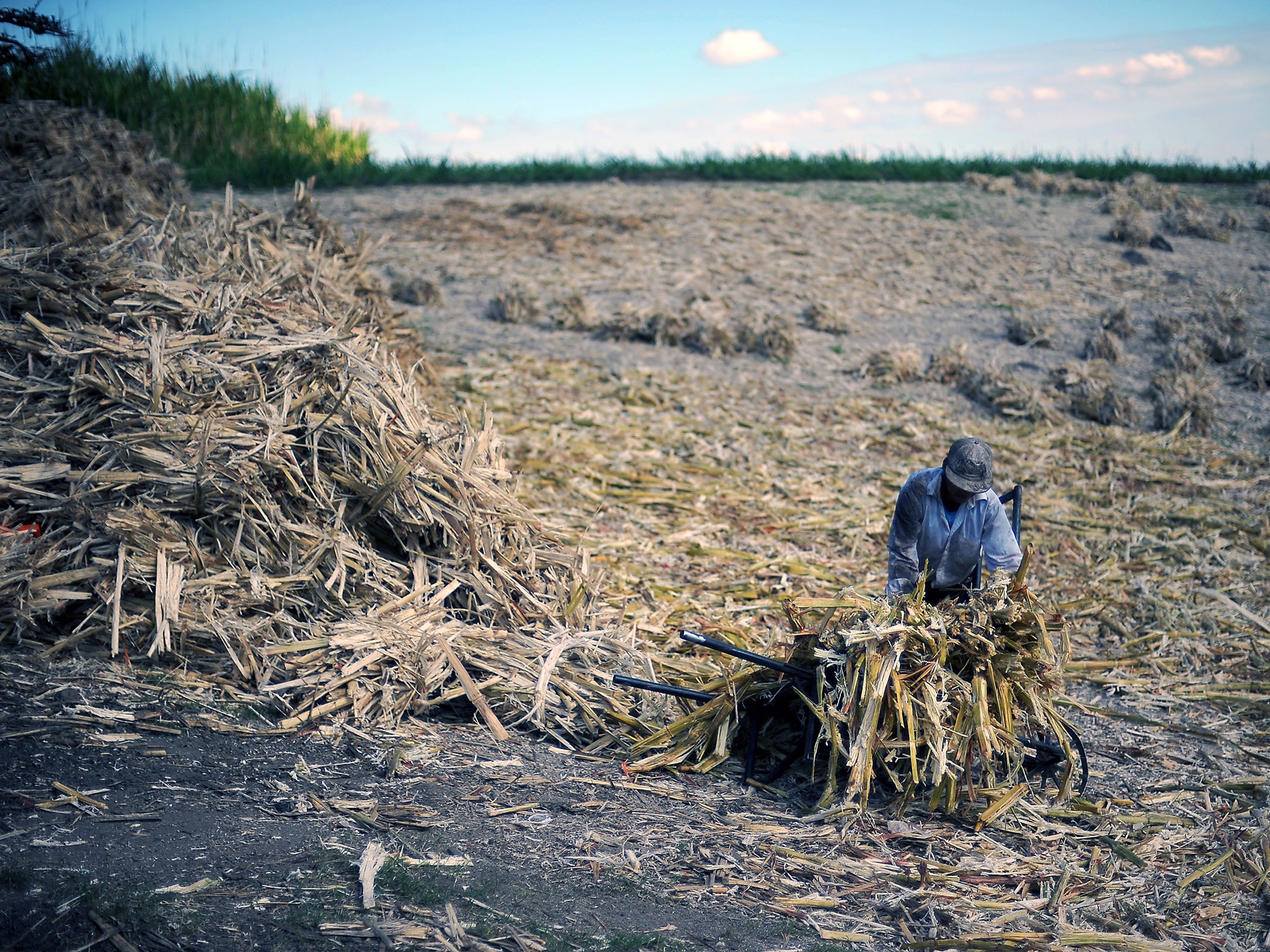 A man leaves sugarcane bagasse to dry to be used to produce ‘panela’, or brown sugarloaf (Getty)