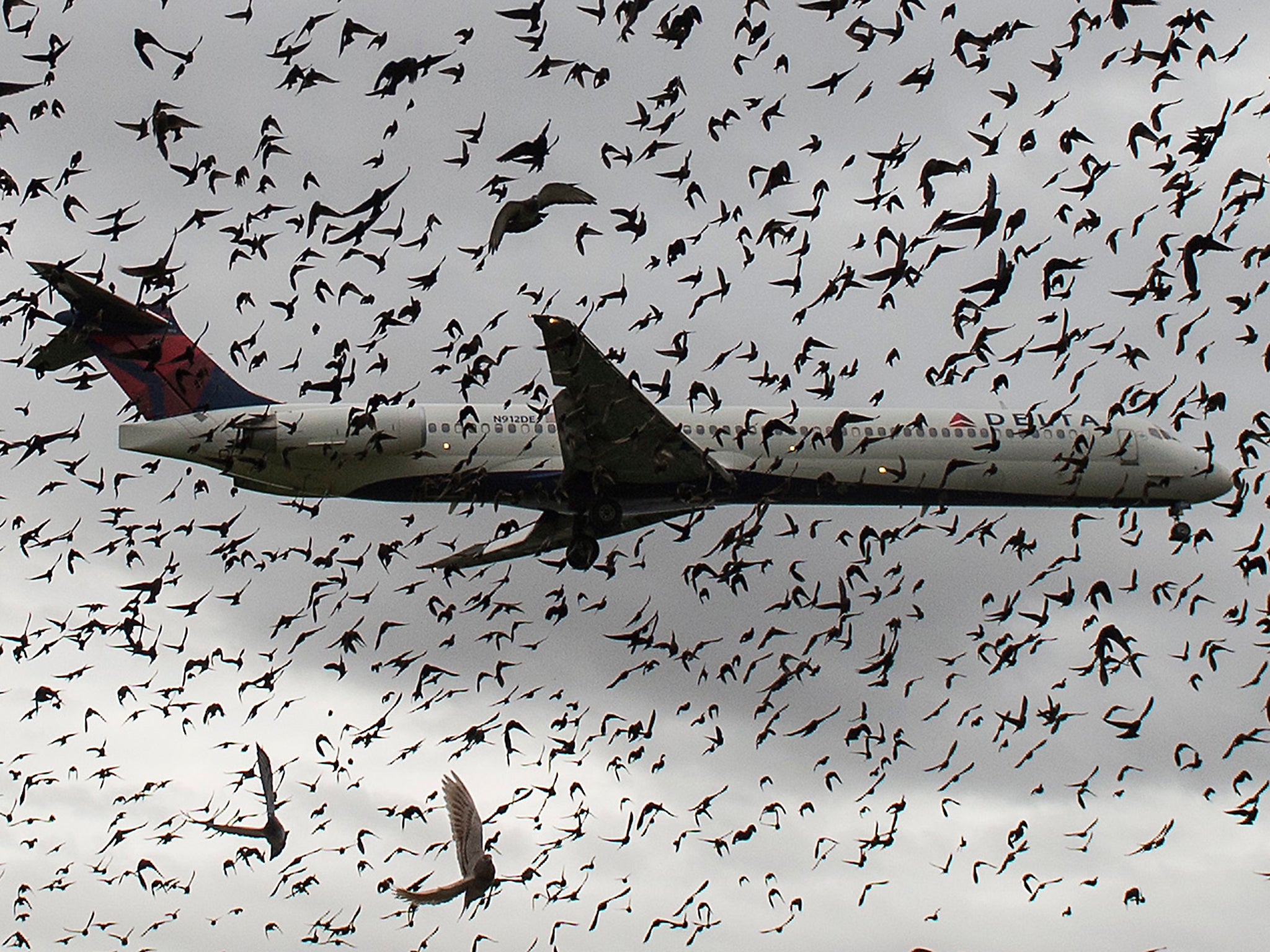 A flock of birds surrounds a flight landing in Washington, DC. Birds normally encounter planes during take-off or landing