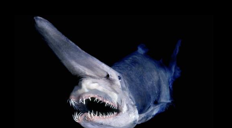 Stockton Rush is leading tours into the depths where deep sea creatures look more like aliens