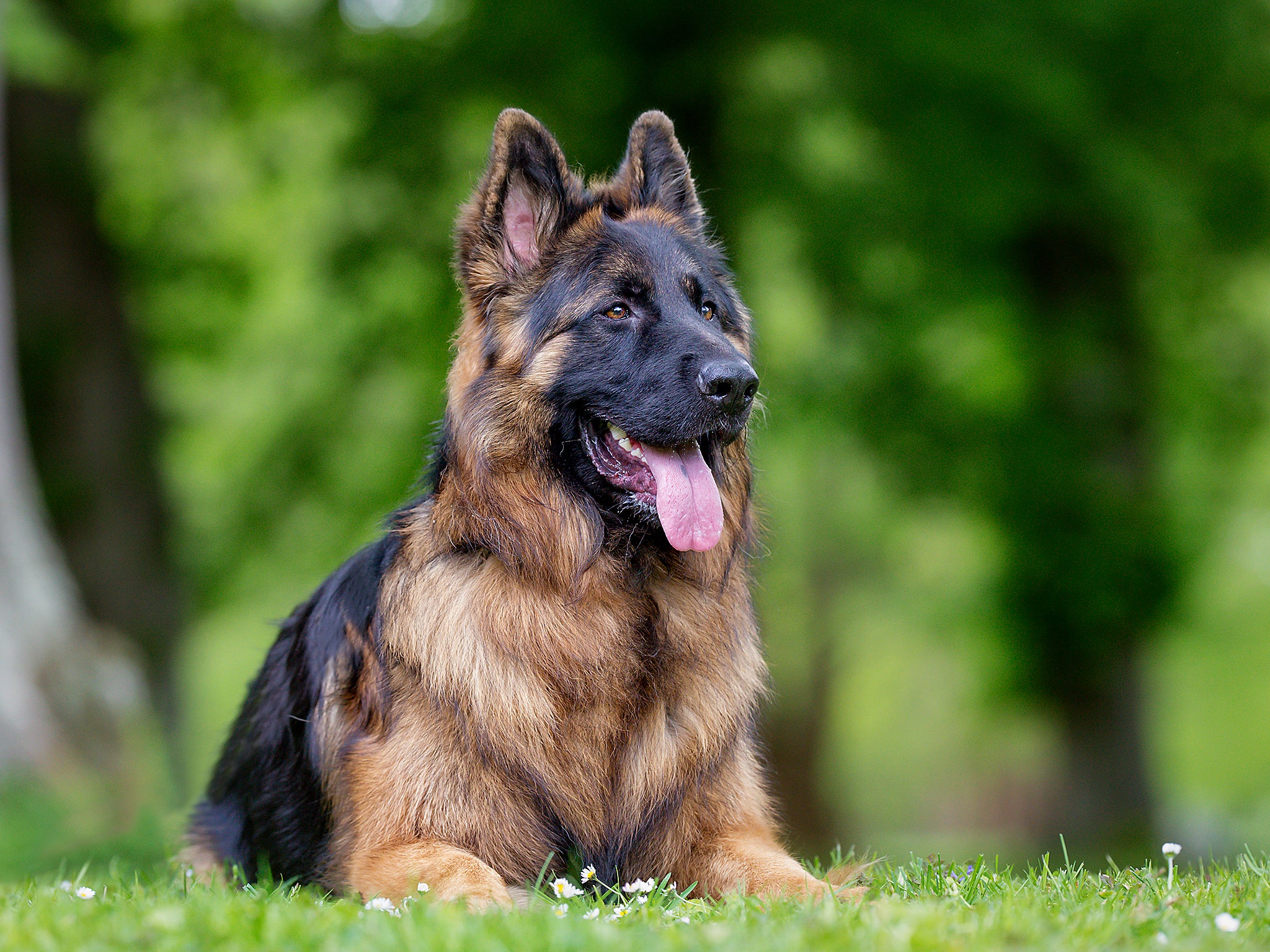 A German shepherd