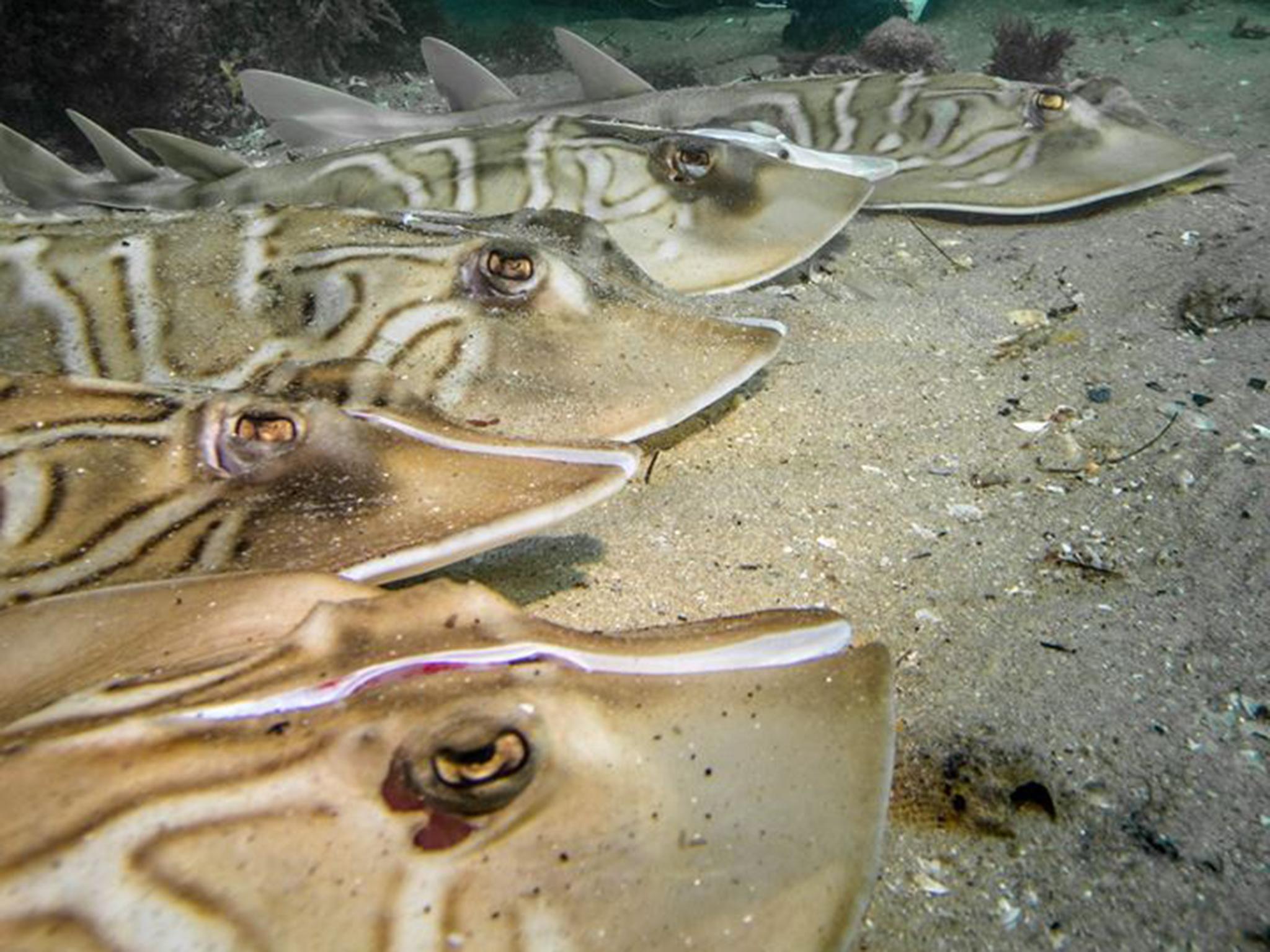 Divers found five fiddler rays with stab wounds