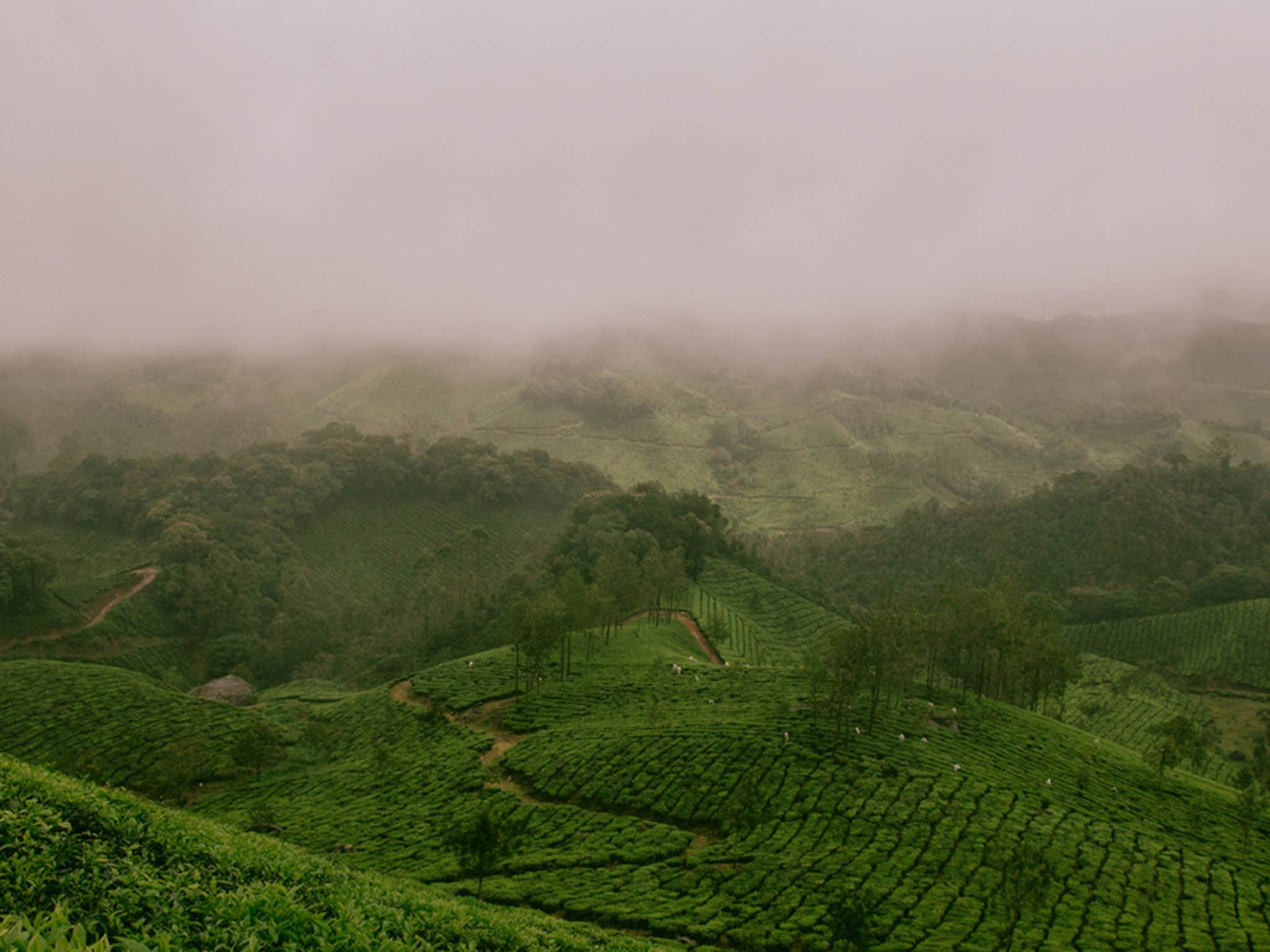 Tea grown in some parts of Asia could see yields decline by up to 55 per cent thanks to drought or excessive heat, recent research shows