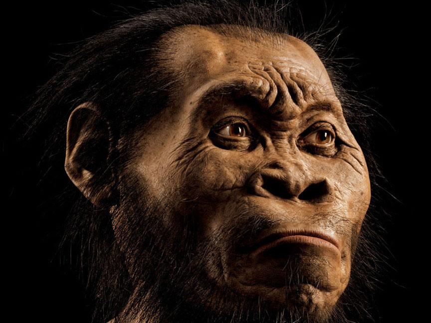 'Homo naledi' had a brain the size of an orange - yet a new study suggests the species displayed advanced characteristics