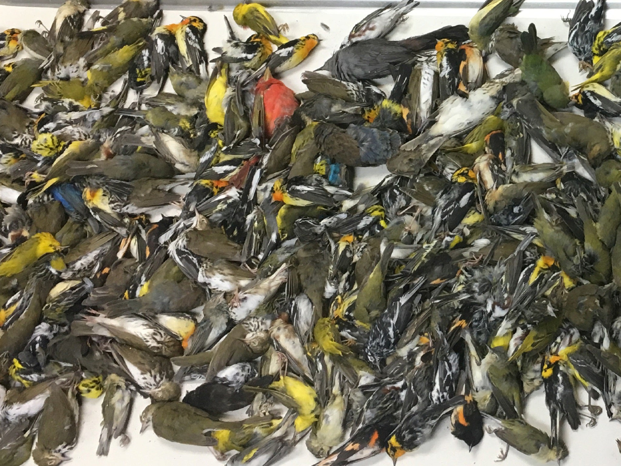 Some of the nearly 400 dead birds which crashed into the American National Building during a storm