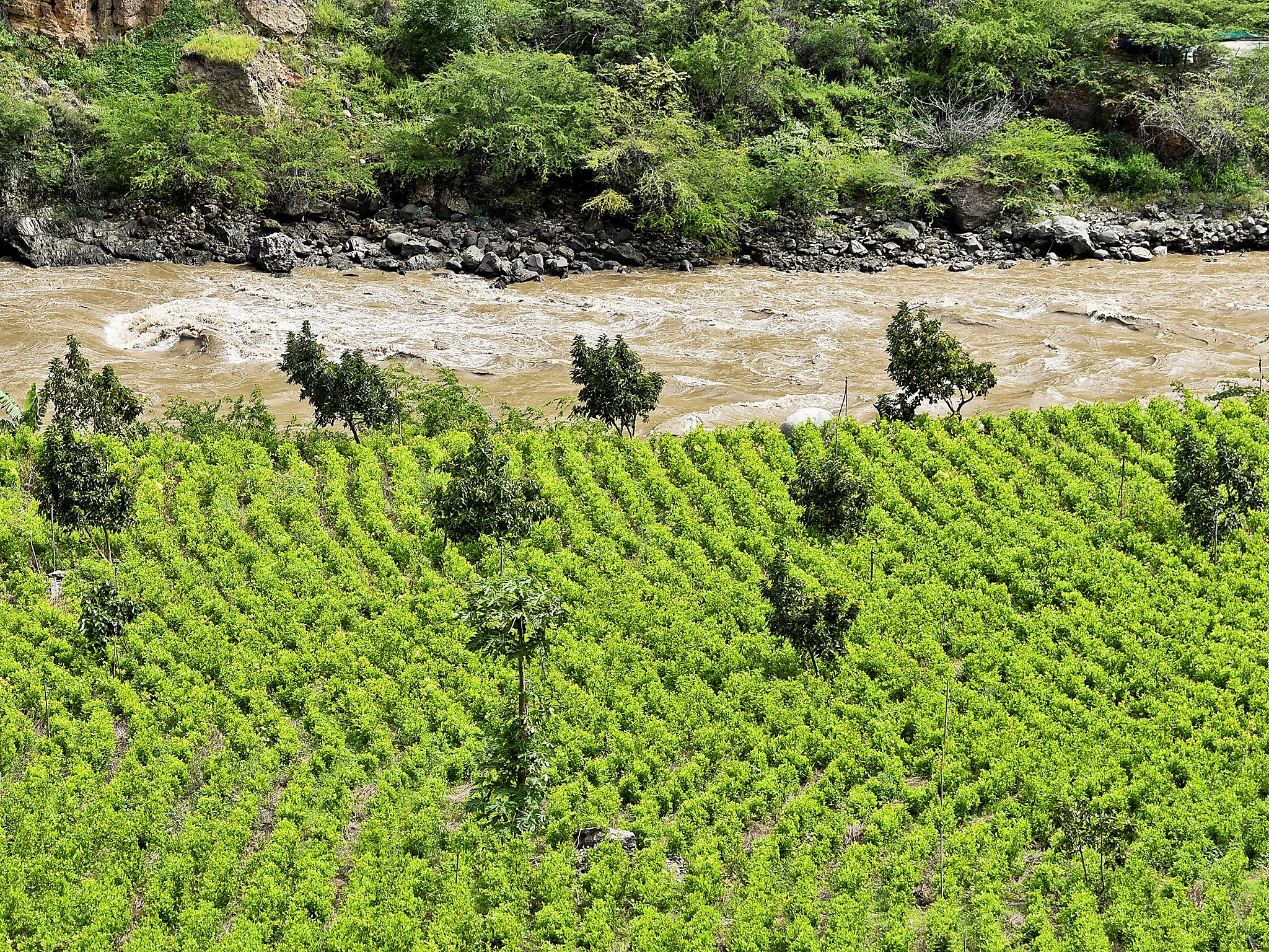 Field day: financial incentives for farmers to swap their coca for ‘cash crops’ have had the opposite effect – now they’re growing more coca than ever before