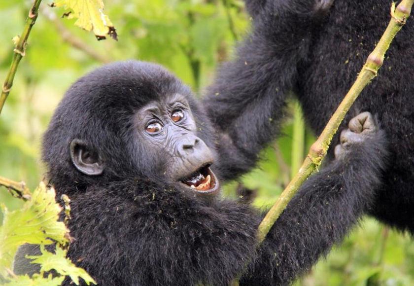 A classic gorilla itinerary in Rwanda will double in price. Rates in Uganda (pictured) have remained steady for now