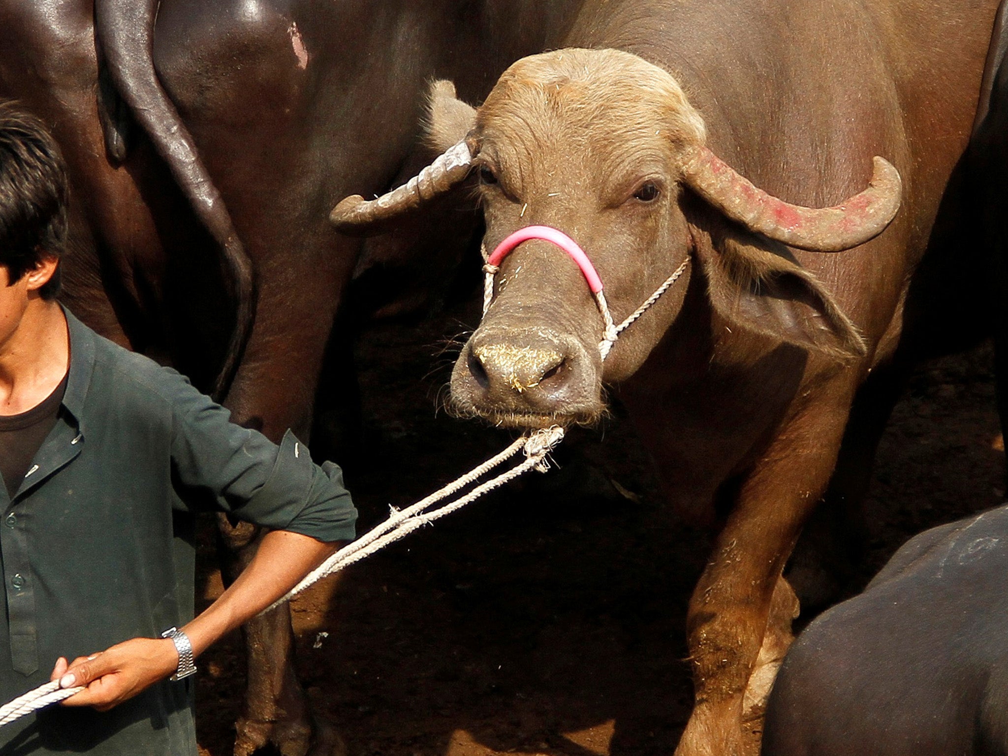 A boy pulls a buffalo for sale at a makeshift cattle market ahead of the Eid al-Adha festival in Peshawar, Pakistan, September 9, 2016