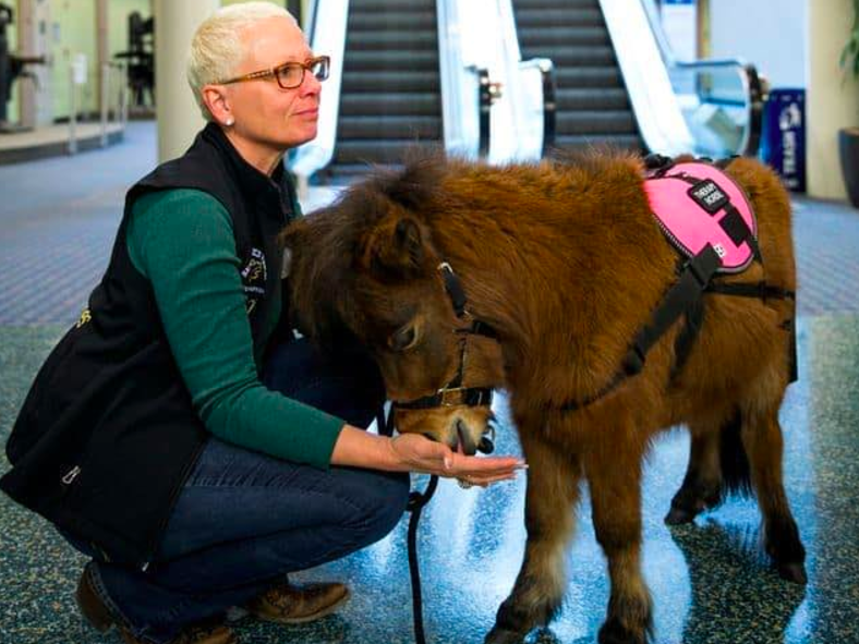 The animals visit the airport twice a month