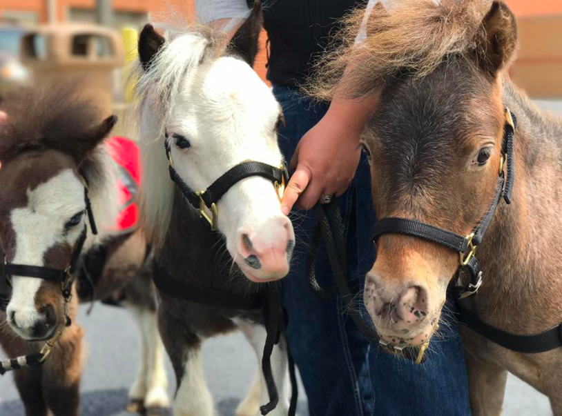 What passenger could be stressed after a cuddle from these guys?