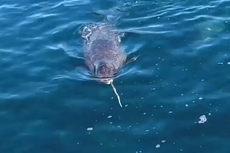 Scientists crack mystery of Narwhals after whales caught on film stunning fish with tusk