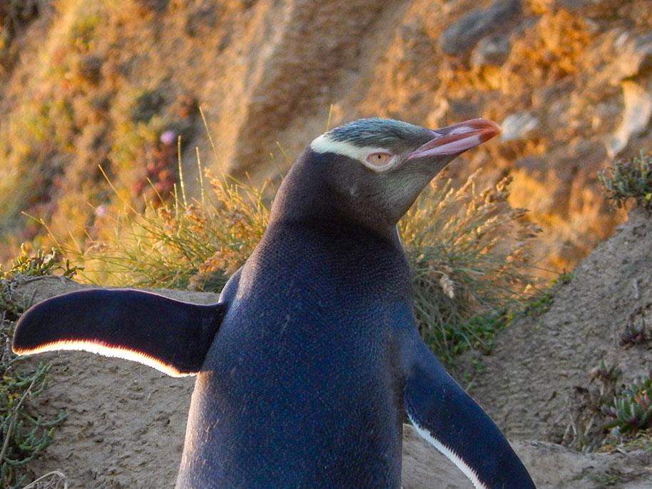 Yellow-eyed penguin breeding grounds are now 'overgrown and silent' with just a few pairs 'hanging on'