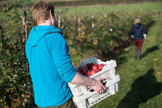 Michael and Ilana work with UK farmers to help them use up surplus produce