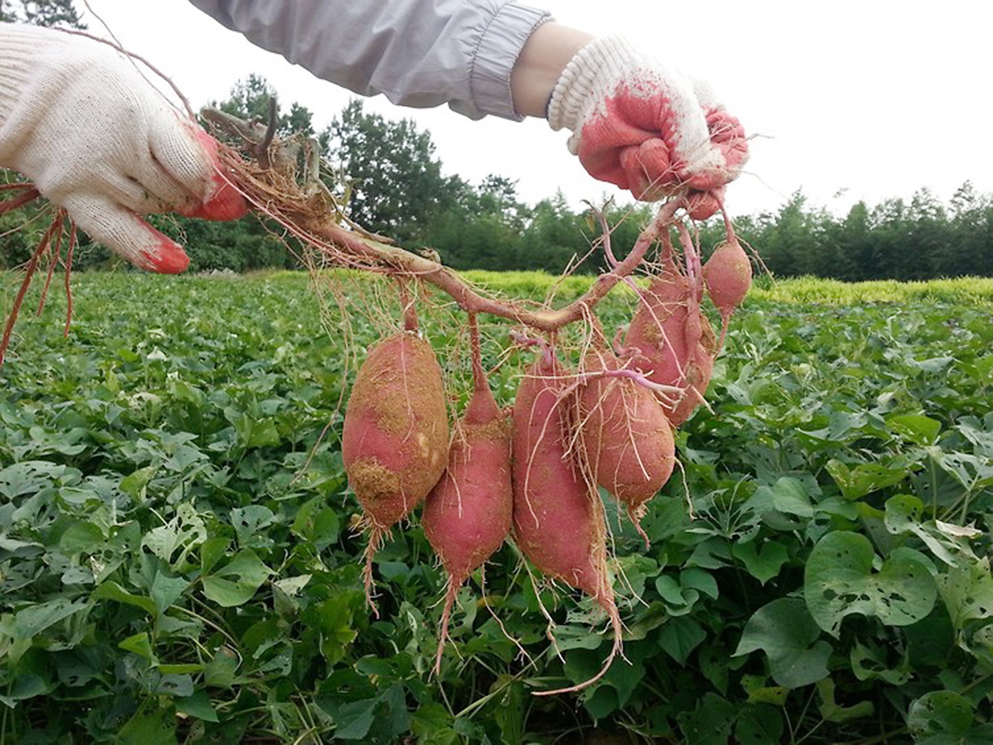 A sweet potato root system. Potatoes are generally grown from existing potatoes or cuttings yet their seeds have still become larger since domestication