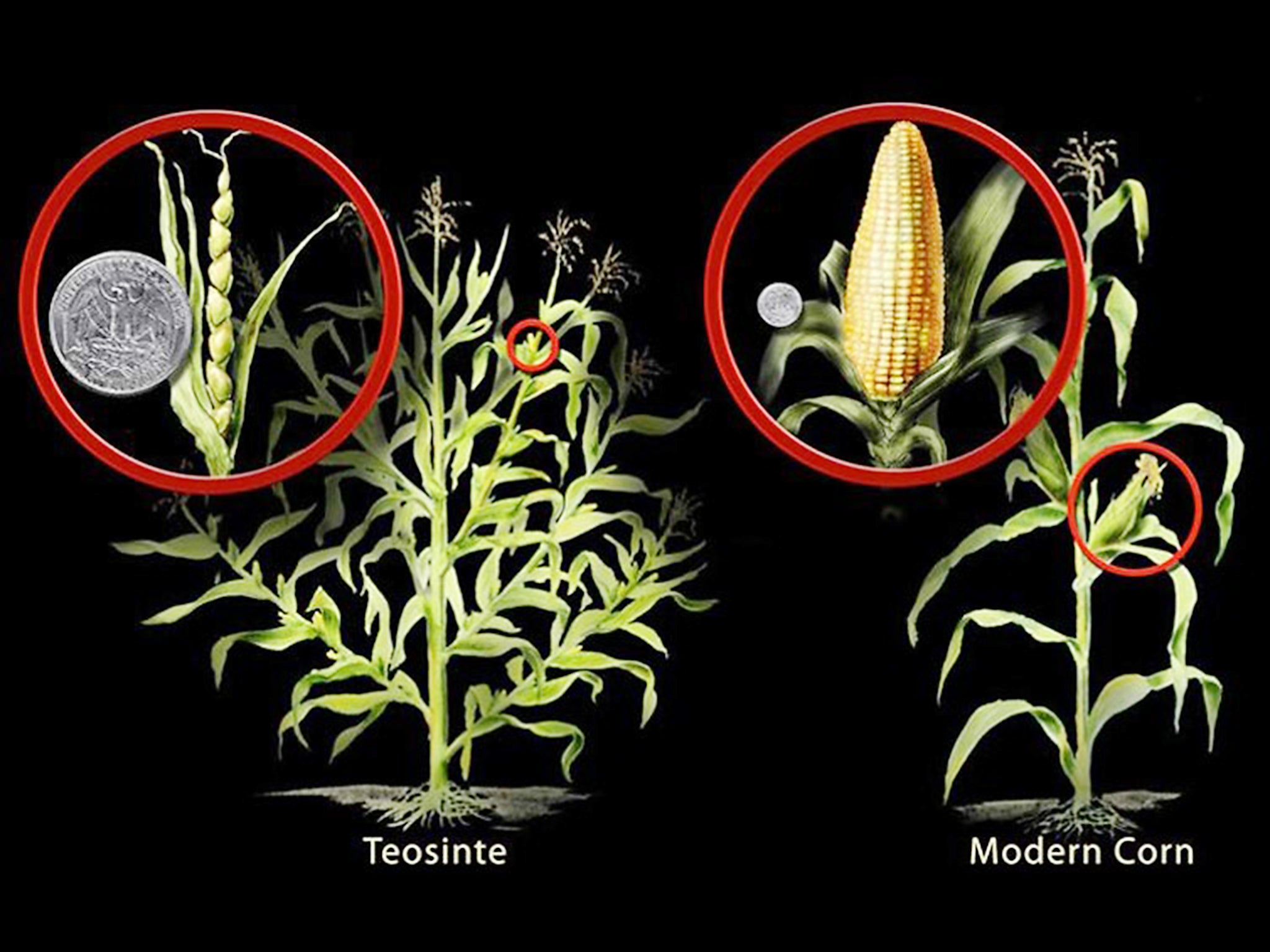 Maize, or corn, is a domesticated version of teosinte, a grass found in Mexico